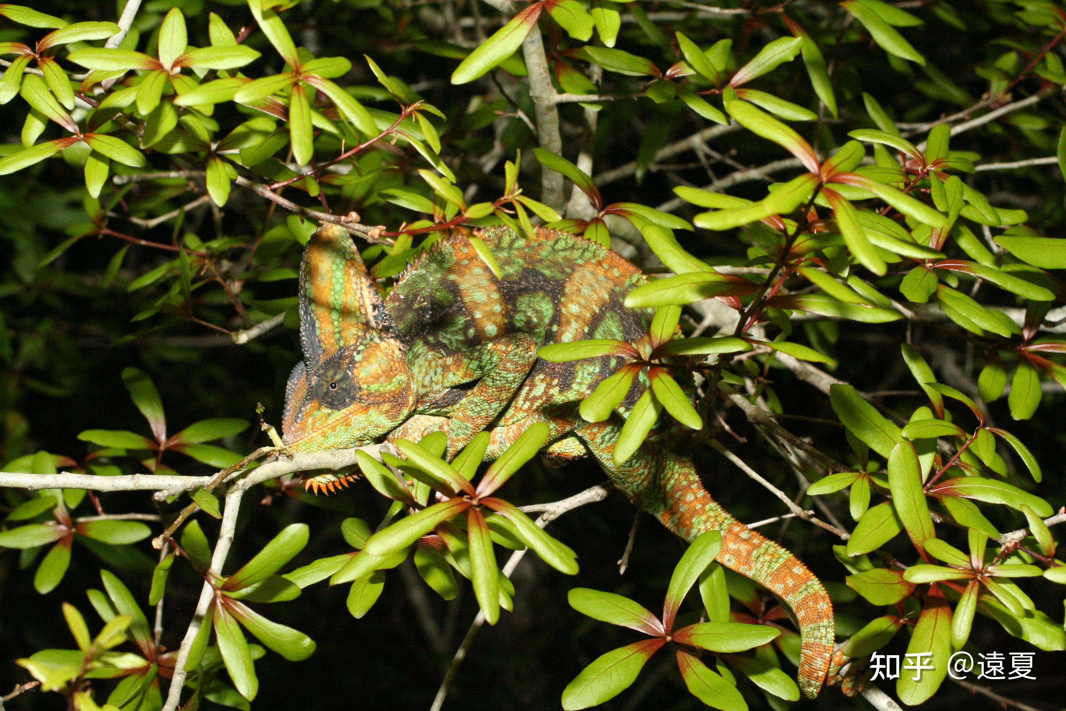 变色龙是什么动物?