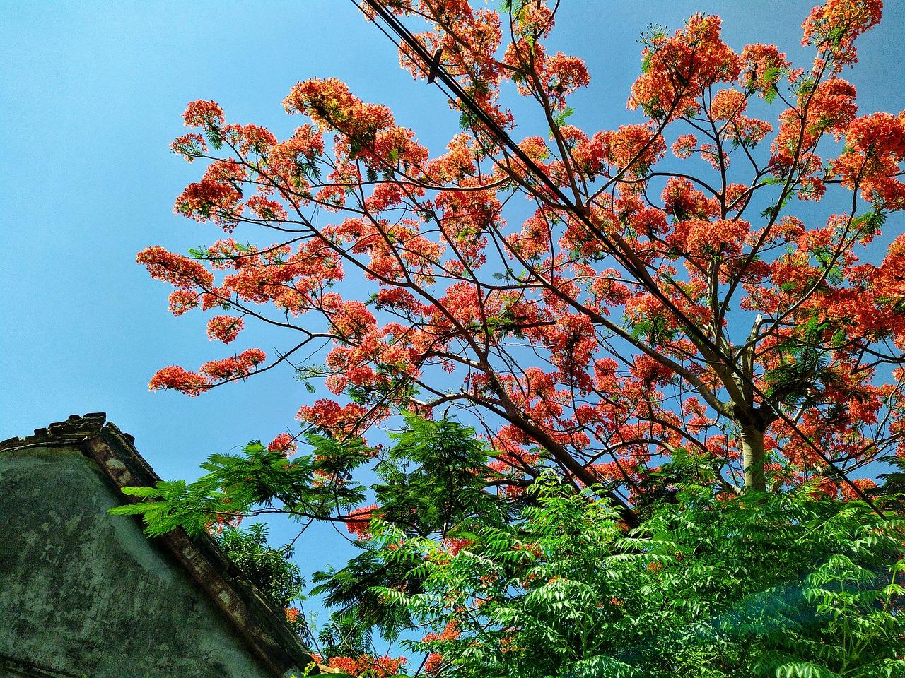 万城花开怎么选房