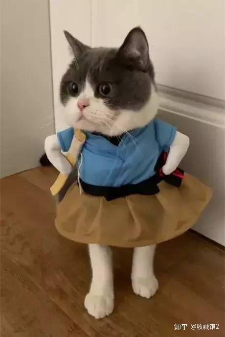我们可以帮猫穿衣服吗? - 知乎