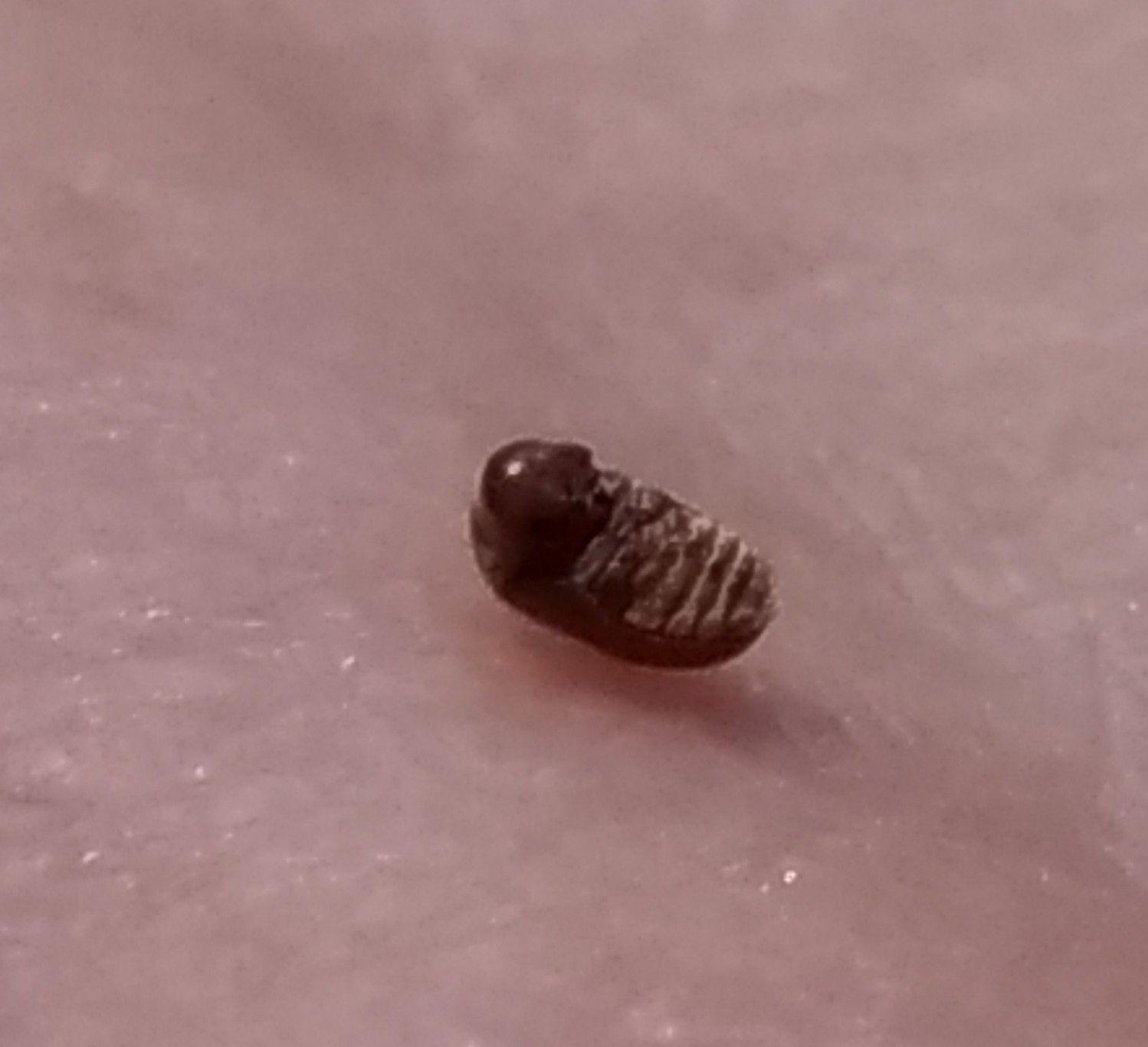 家里最近出现了很多芝麻粒大小棕褐色的小甲虫,谁知道这是什么虫子啊?