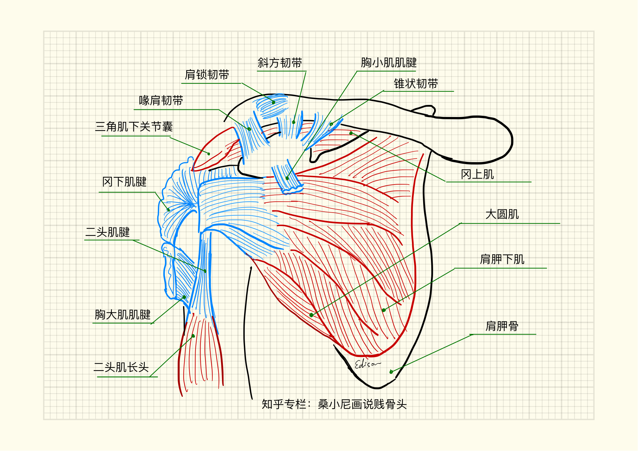 肩部构造图图片