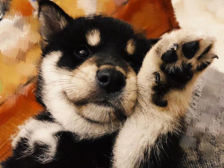 如何辨别黑色柴犬? - 知乎