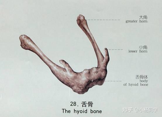 系统解剖学 - 知乎