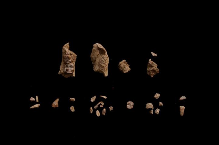 科学家发现,340万年前,地球上曾存在两种截然不同的古人类物种 - 知乎