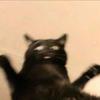 惊叹号的猫