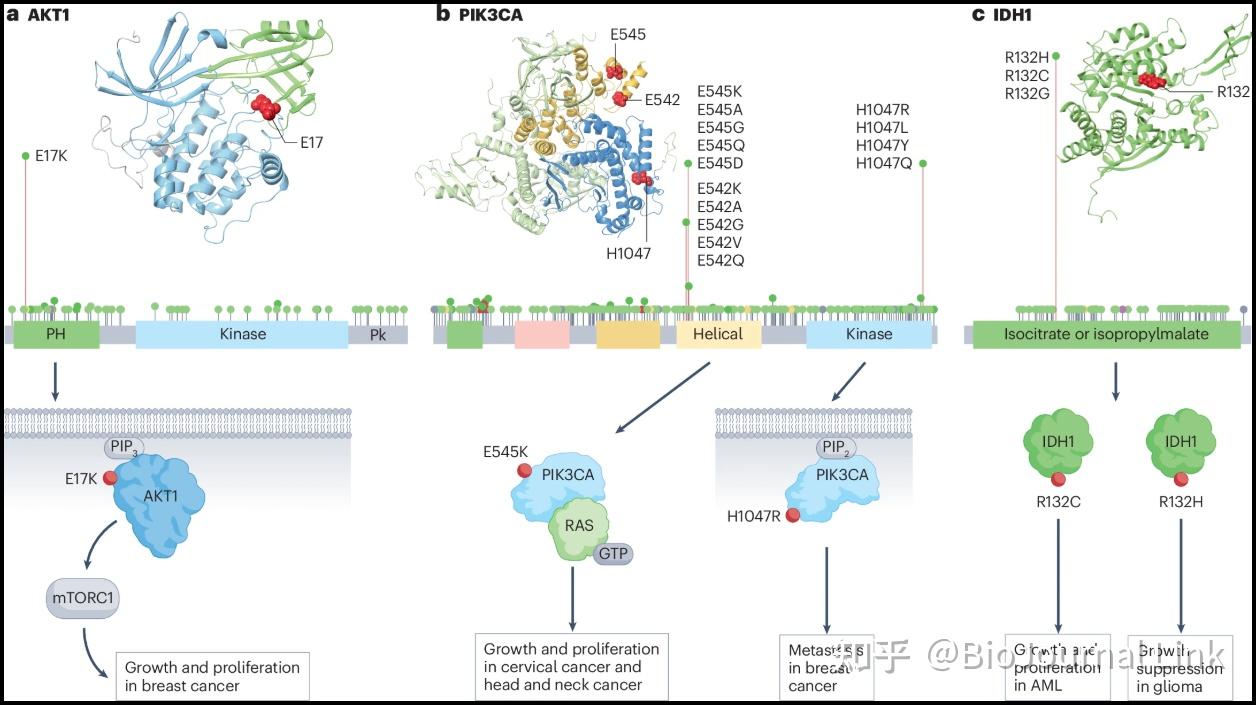 PPI | Nat.Rev.Cancer | 解码癌症基因组的功能影响通过蛋白质-蛋白质相互作用- 知乎