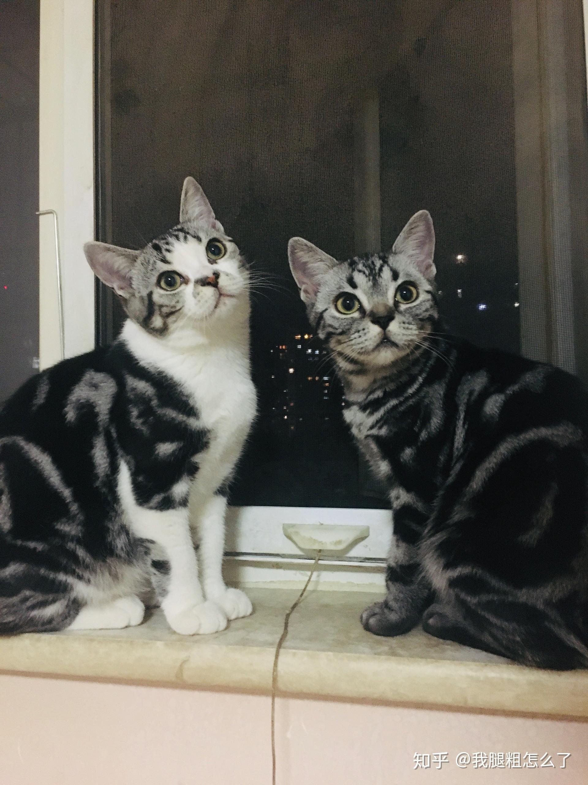 求问 这是美短吗 或者这是个串or狸花猫 卖家说是美短 我怕她骗我?