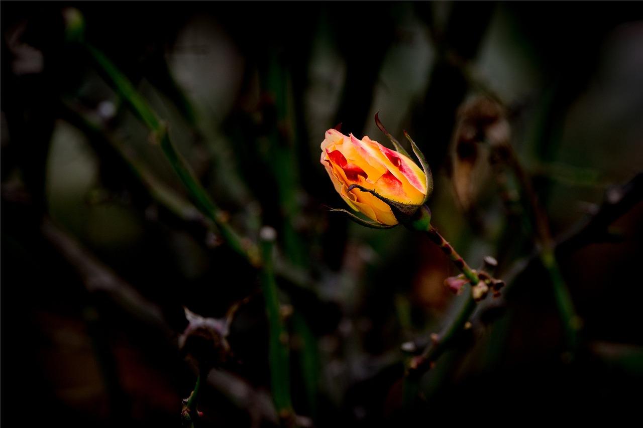 月季用什么水浇