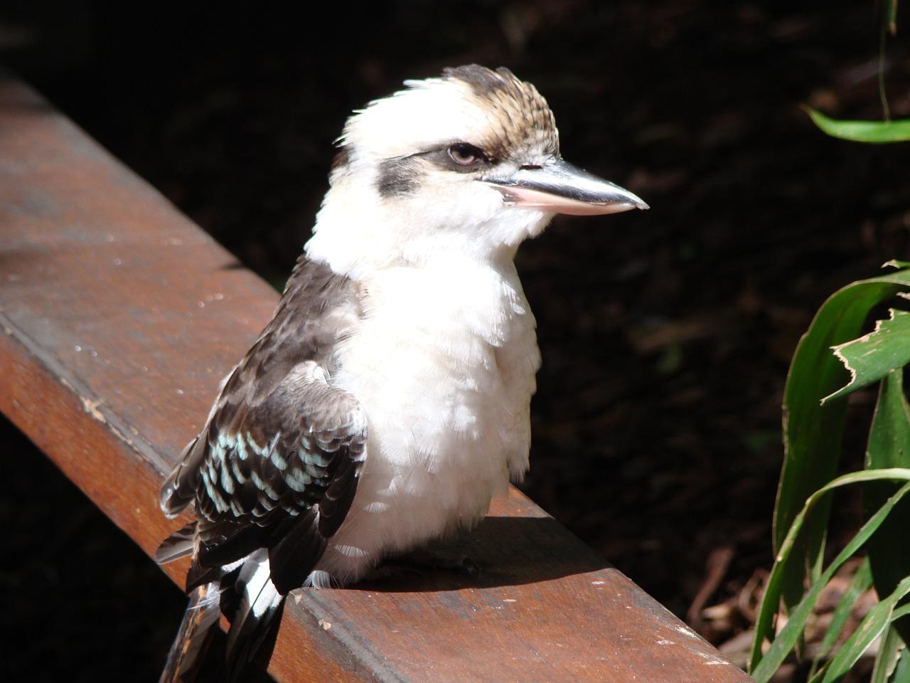 未来首府怎么样