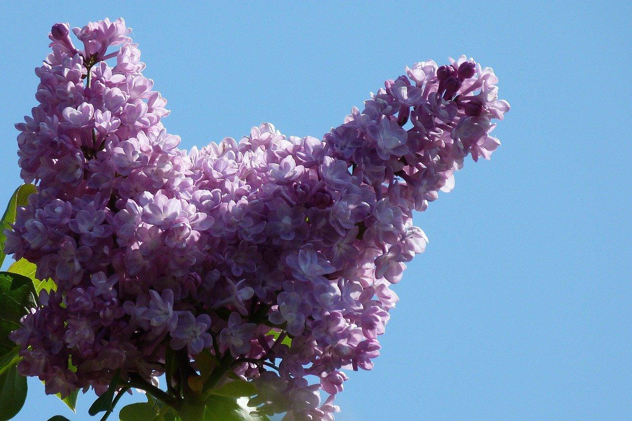 砂仁落果预防措施