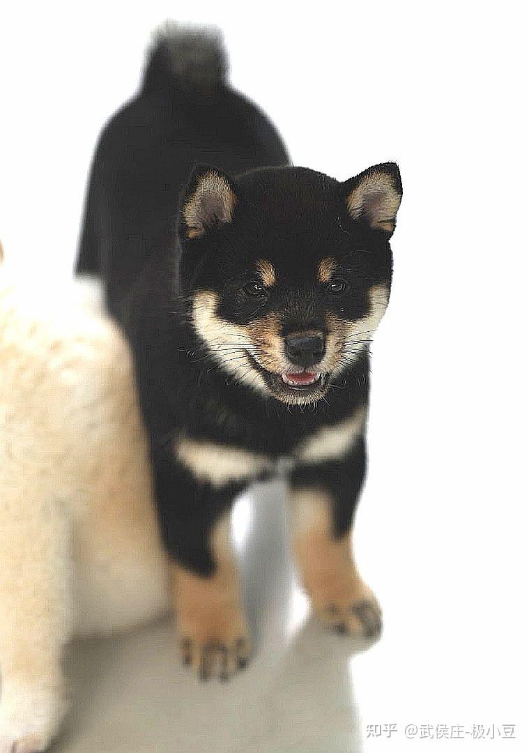 狗狗三个月大请问这是只黑柴吗还是串串土狗