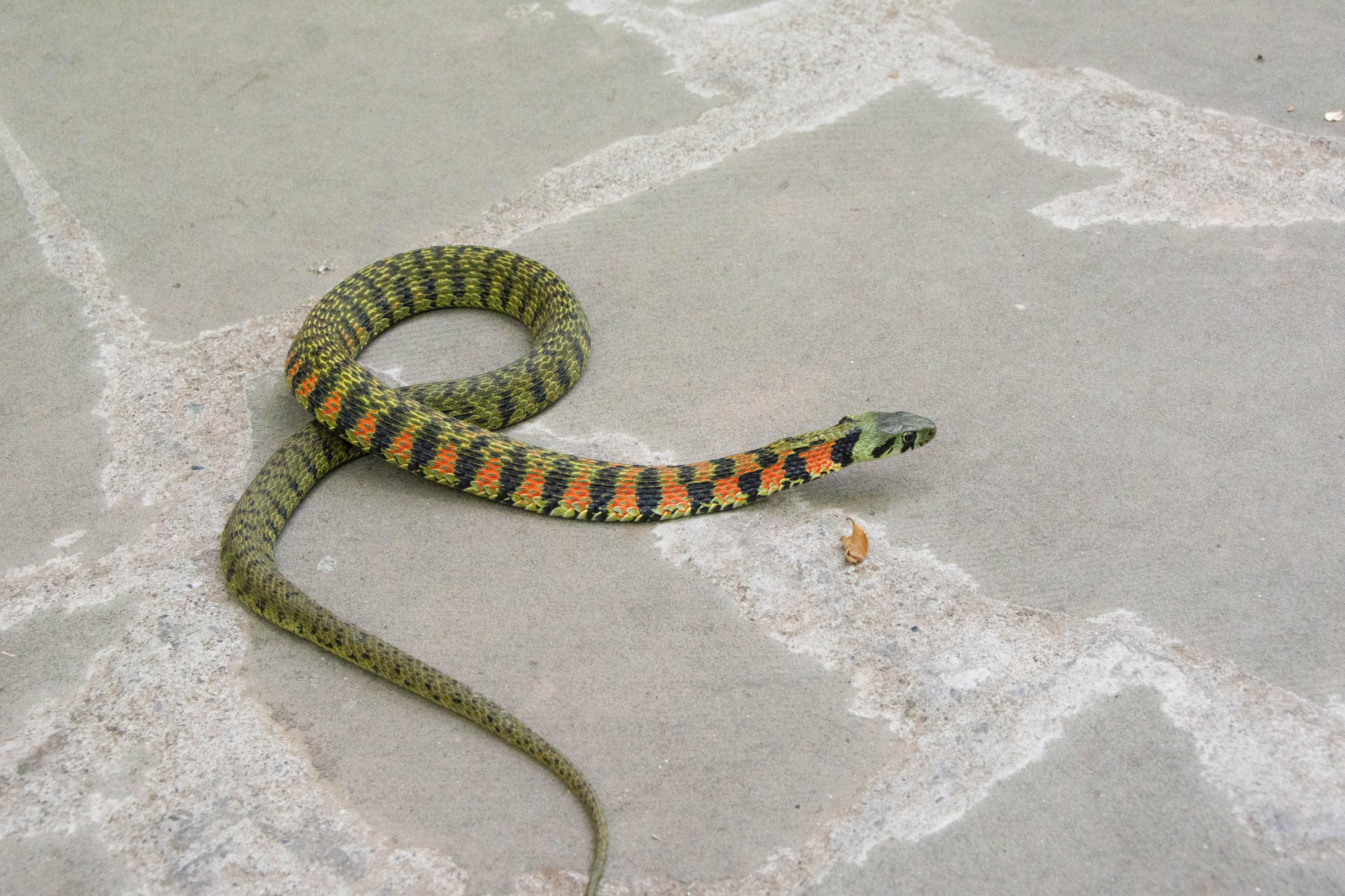 为什么大多数毒蛇是三角头的? - 知乎