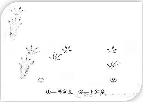 老鼠脚印草图片