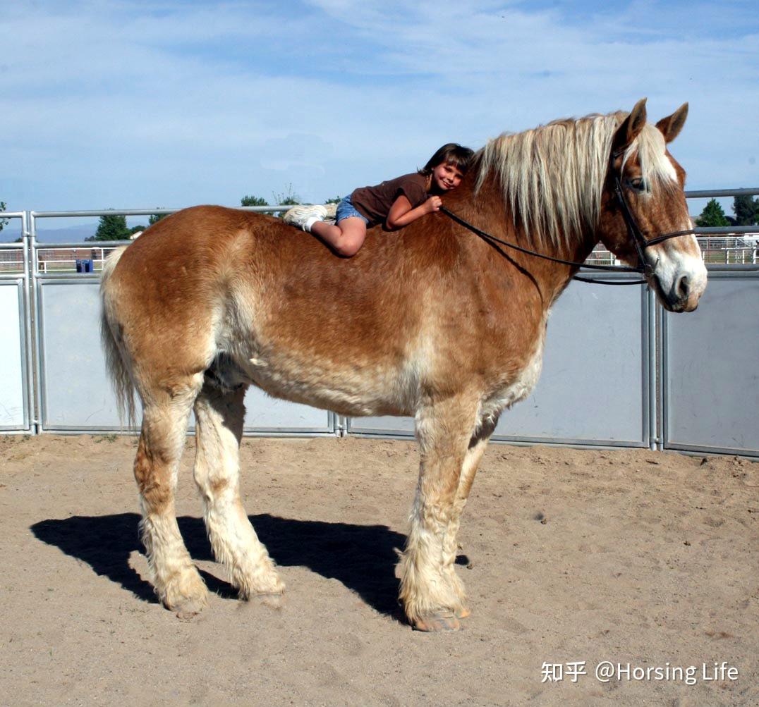 挽马为什么不能骑