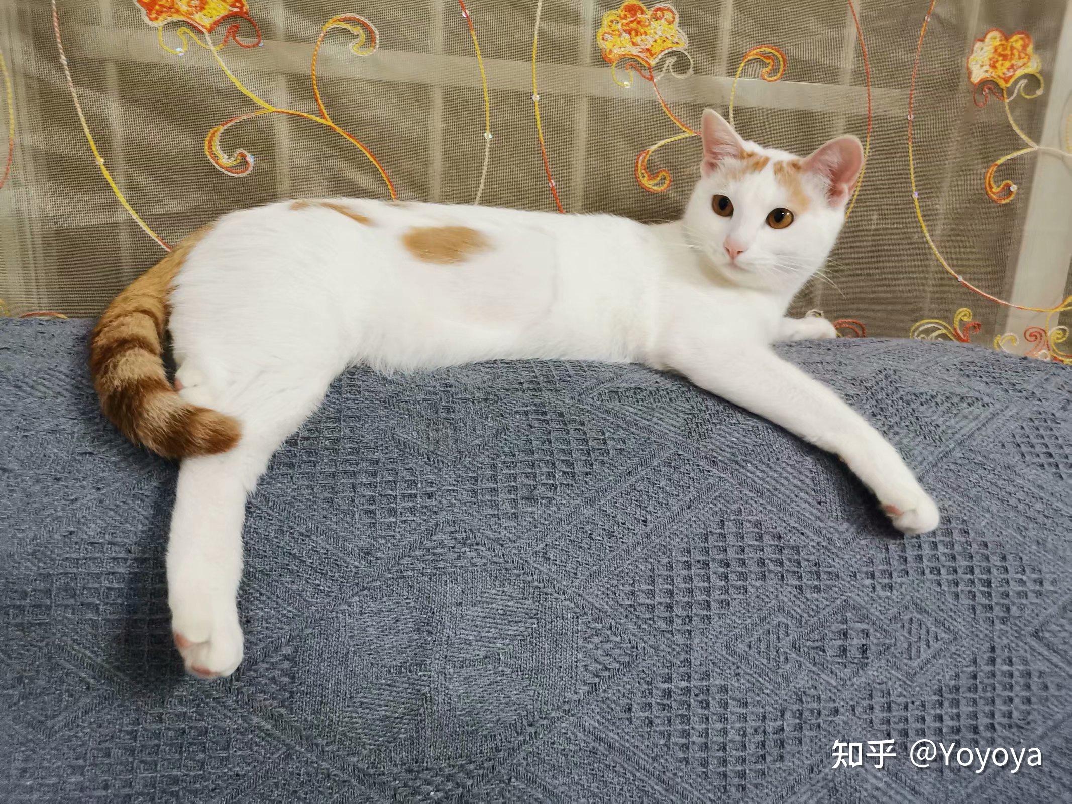 母猫咪6个月大很乖比较粘人目前看来没有任何想发情的意思不太想给它