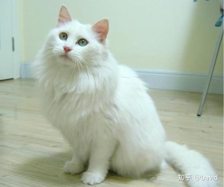 中国田园猫常见的有哪些?你都认识吗?