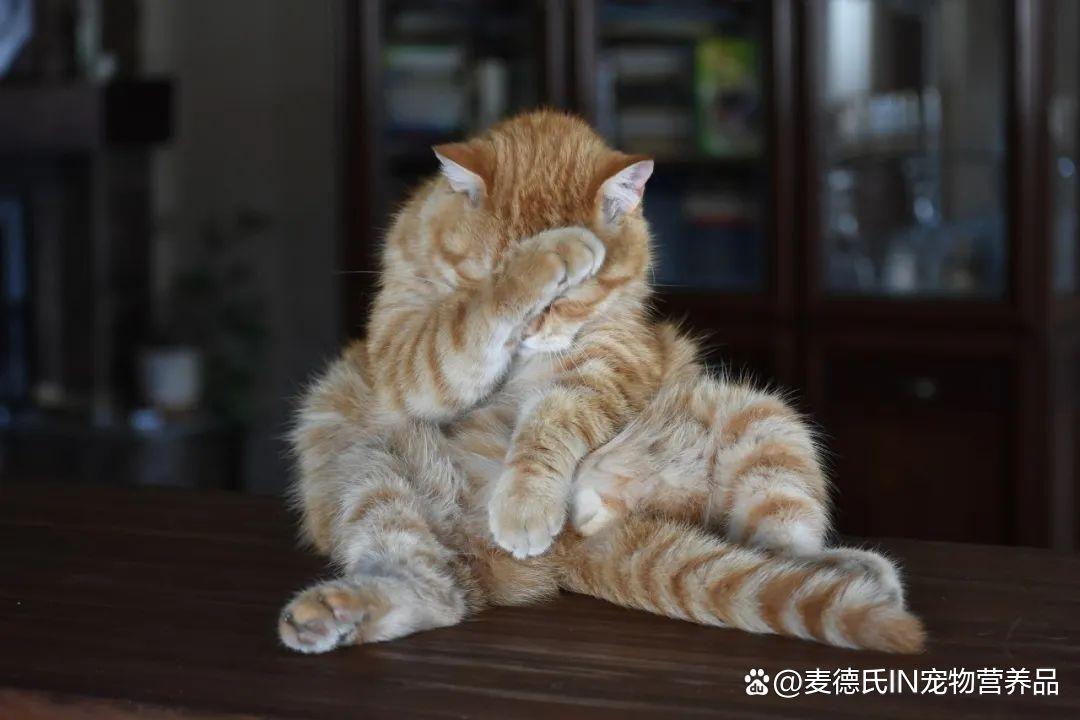 绝育了还发情,猫咪有什么难言之隐? - 知乎