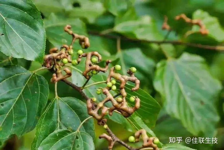 佳联生技|药食同源·护肝养生新启示-枳椇子 - 知乎