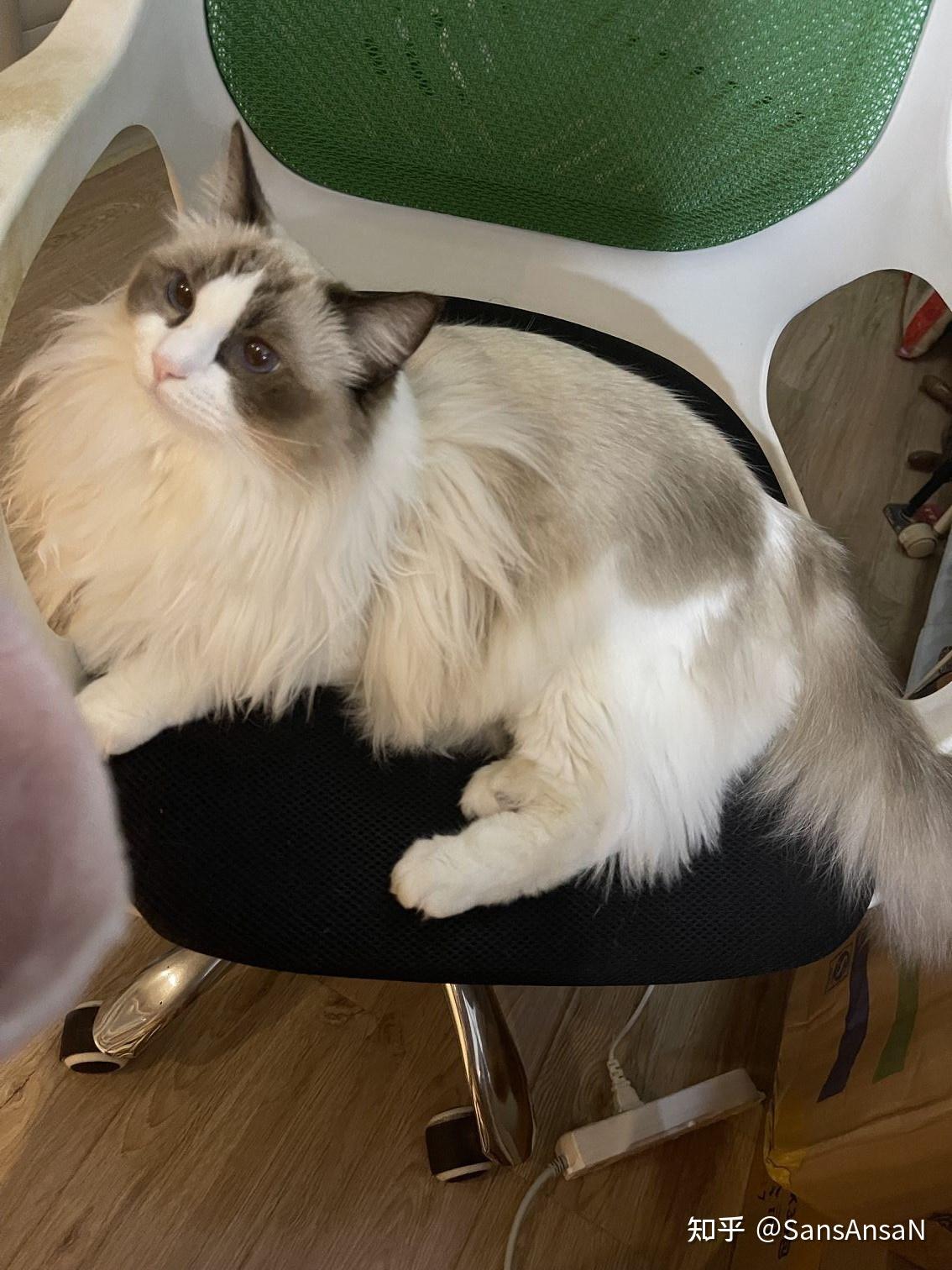 布偶猫面具开过眼角了真的很丑嘛