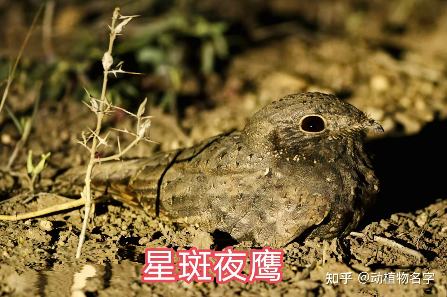 89图带你走进夜鹰目鸟类的世界 - 知乎