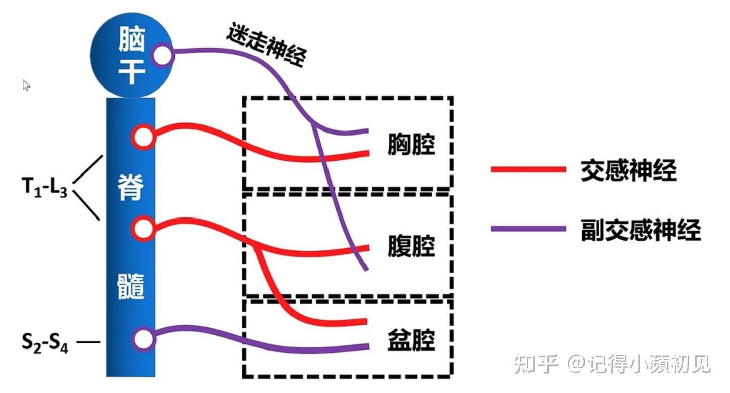 迷走神经和副交感神经的关系 - 知乎