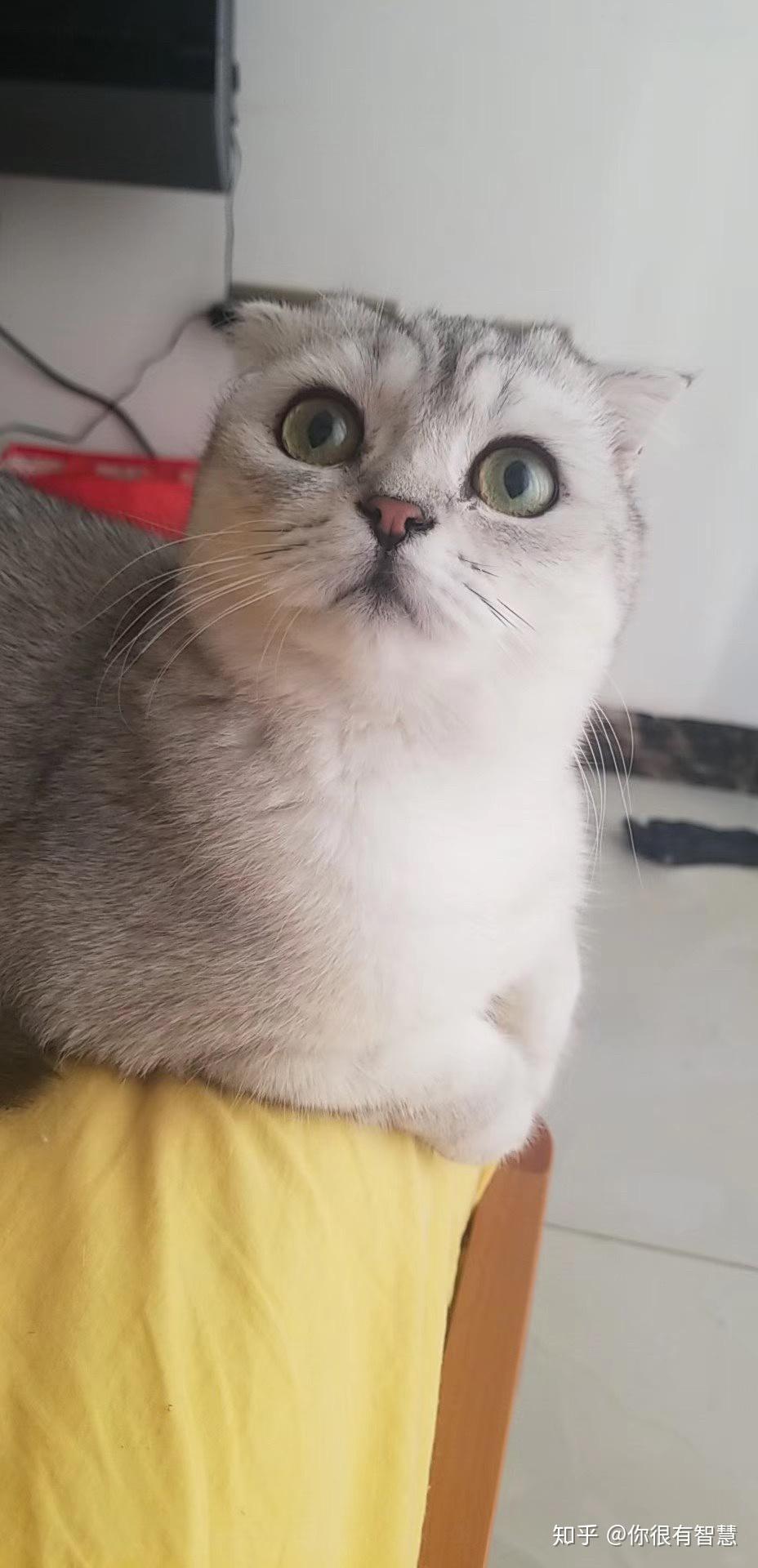 银渐层母猫发情会有怎样的表现