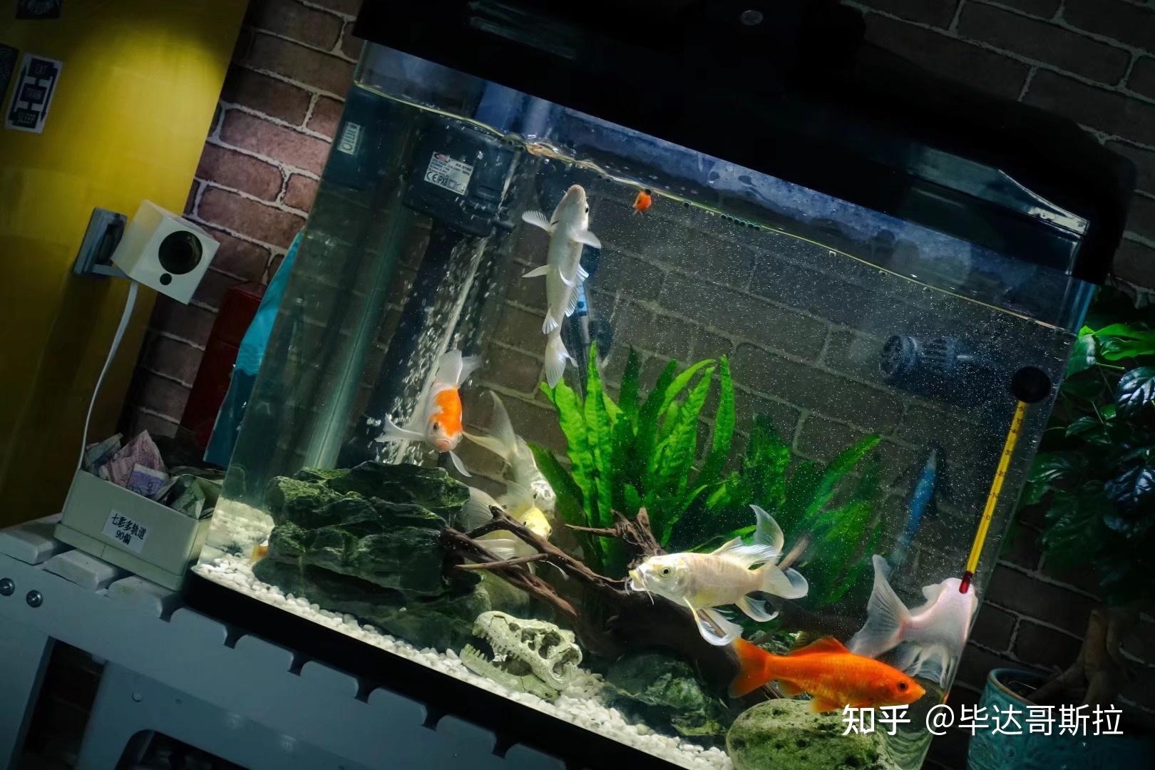 我家有18045180的鱼缸现在养了5只锦鲤裸缸养好还是造景养好