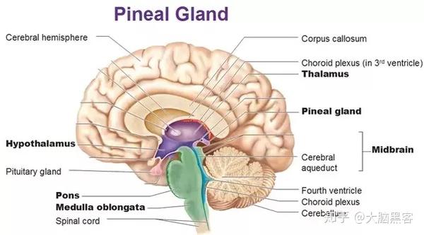 松果体pineal gland是上丘脑的一部分,是构成上脑的主要结构之一.