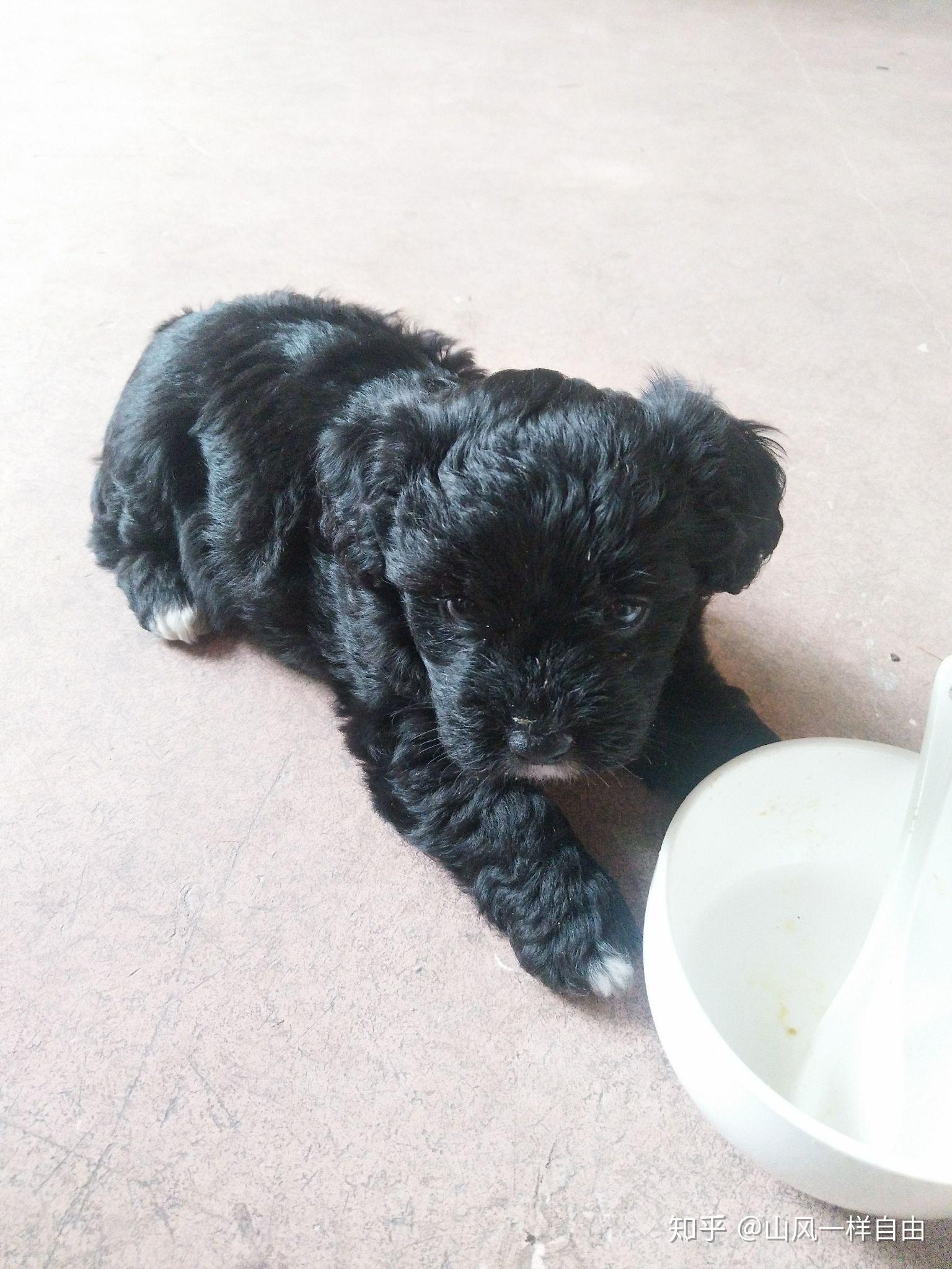 有养过葡萄牙水犬的吗