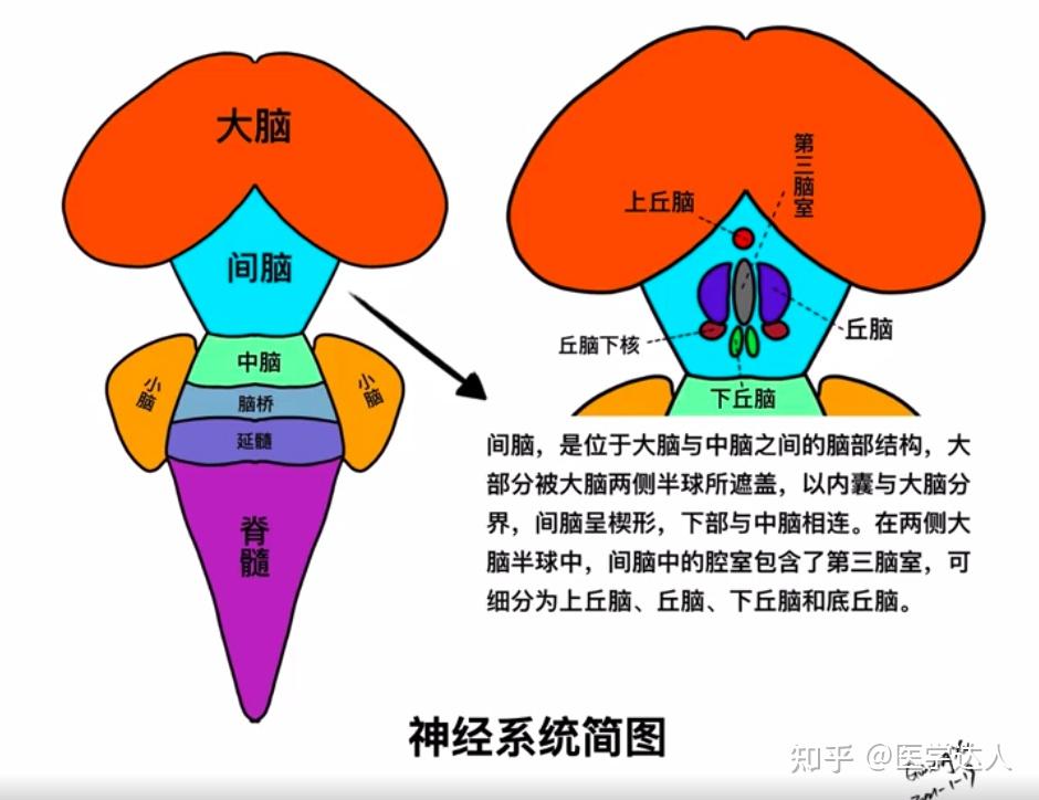运动与大脑之关系 - 知乎