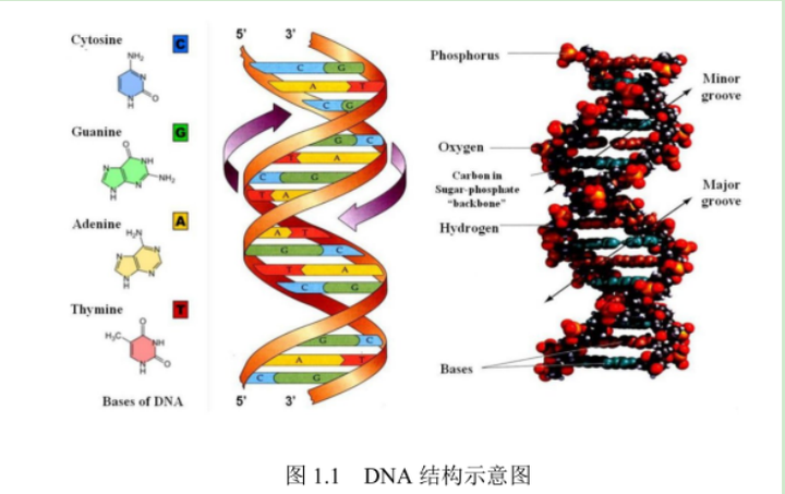 双巯基DNA修饰的银纳米棱镜|硫代乙酸/DNA复合物|DNA修饰AFM探针(实验原理) - 知乎