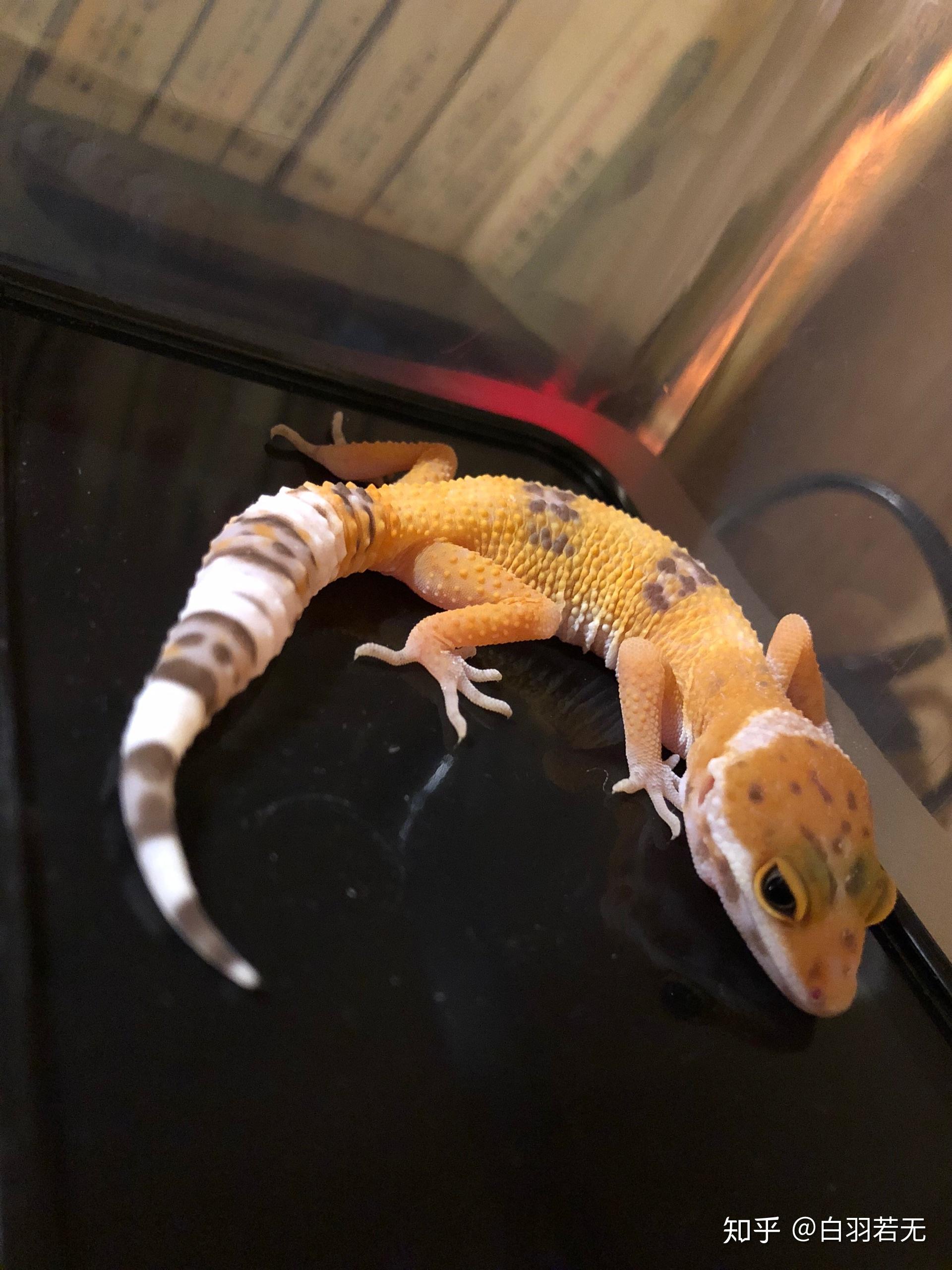 新手入守宫有什么需要注意的吗? - 知乎