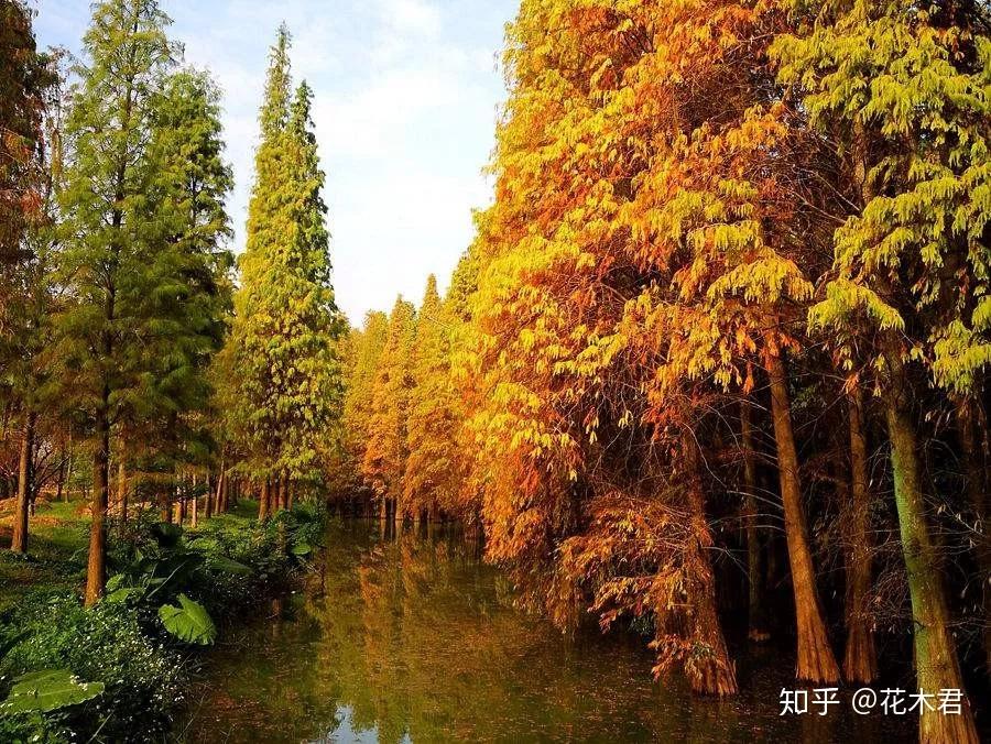 国家Ⅰ级濒危重点保护珍稀植物:水松 - 知乎