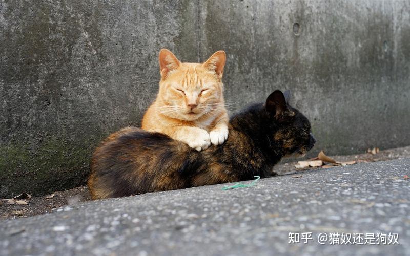 为什么母猫发情的时候会“惨叫”,结束后还满地打滚? - 知乎