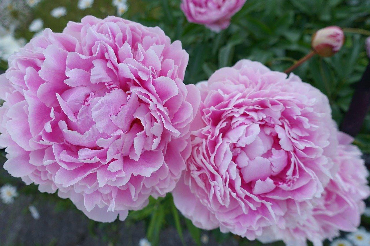 2. 油牡丹批发价