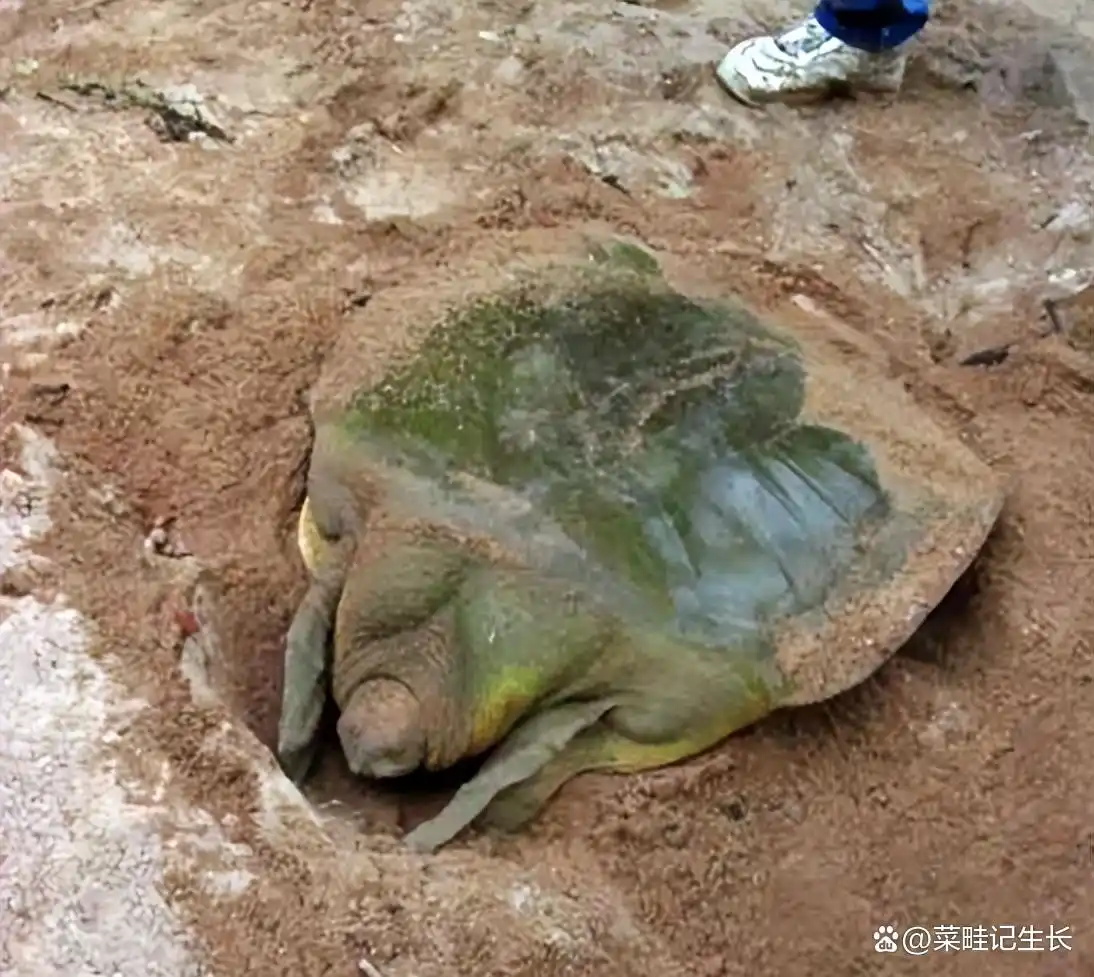中外奇闻录699:广东农户误养“怪甲鱼”,竟是国宝鼋,这些稀世生灵如何改变命运? - 知乎