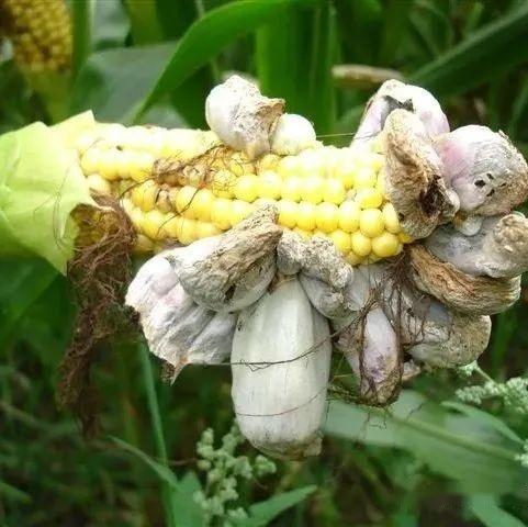 【真菌界全系列-61】担子菌门—黑粉菌亚门 - 知乎