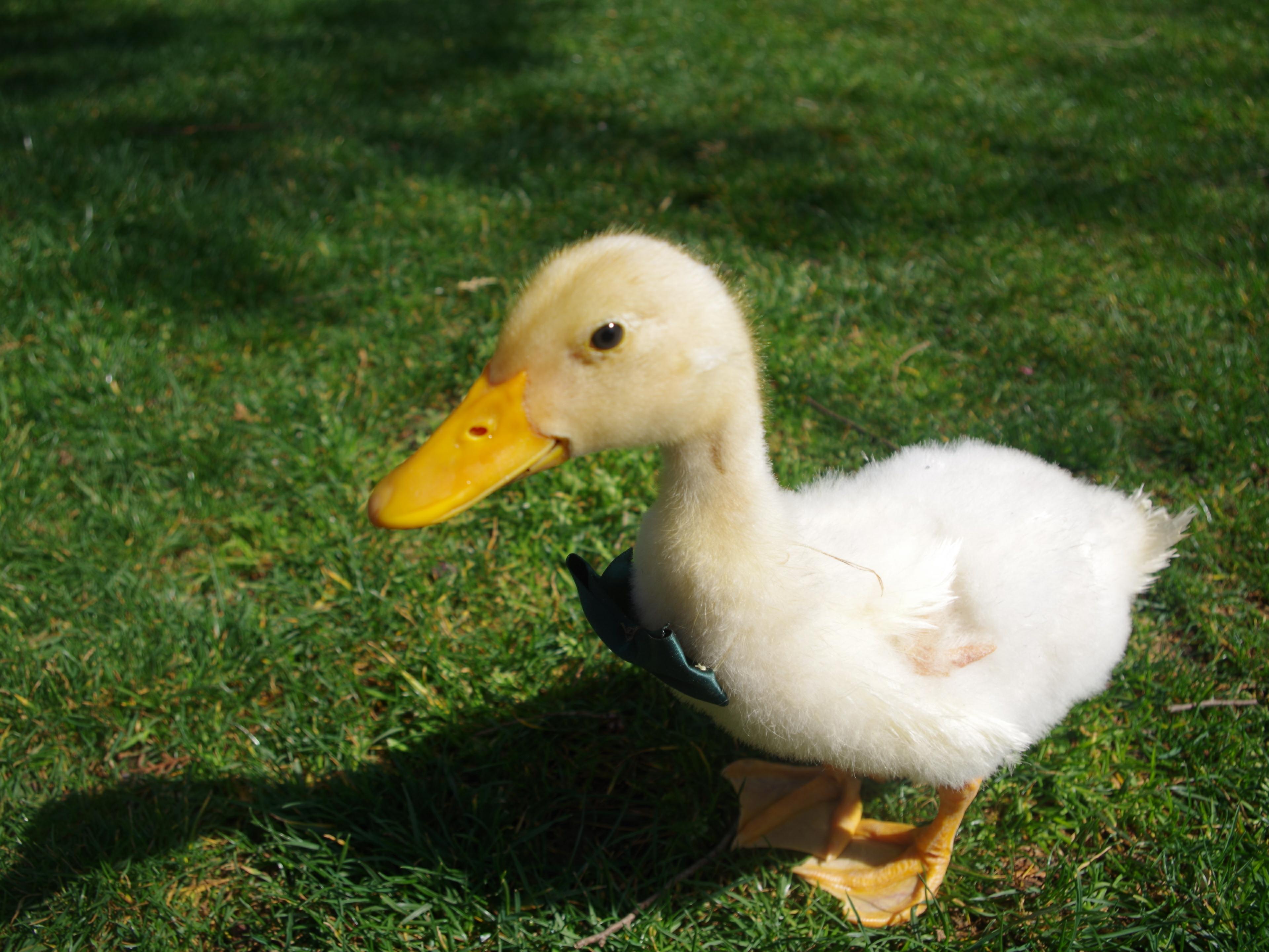 养宠物鹅是种怎样的体验?