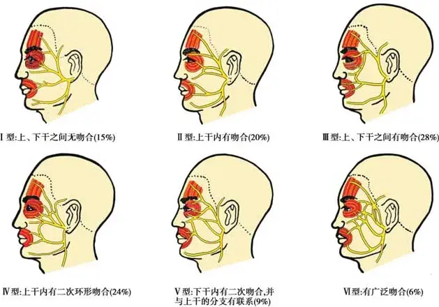 面神经解剖及功能检查 - 知乎