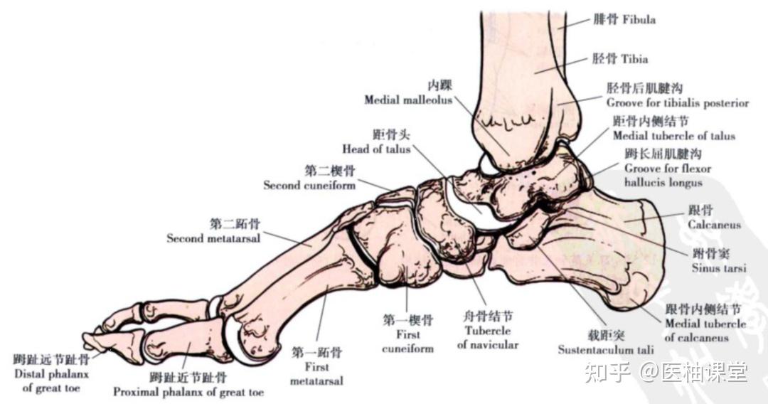 踝关节解剖分析(图文详解) - 知乎