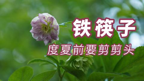 被子植物 知乎