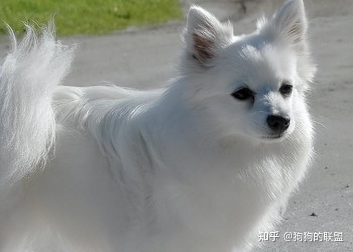 不怕告诉你,养狗最好不要养银狐犬,这几个原因太让人“伤心”! - 知乎