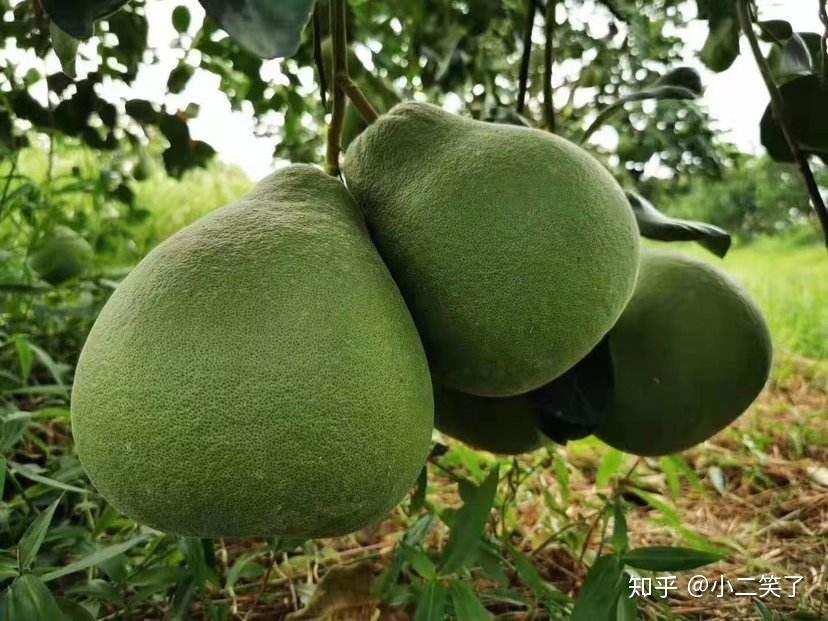 泰国青柚，医学界公认的最具食疗效益的水果！ - 知乎