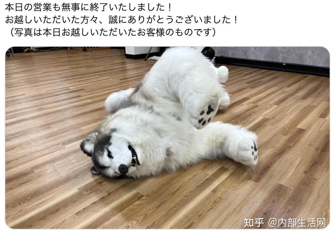 日本男子花200万变身“真狗”?还开动物园邀人一起“做狗”!价格 5 万日元起! - 知乎
