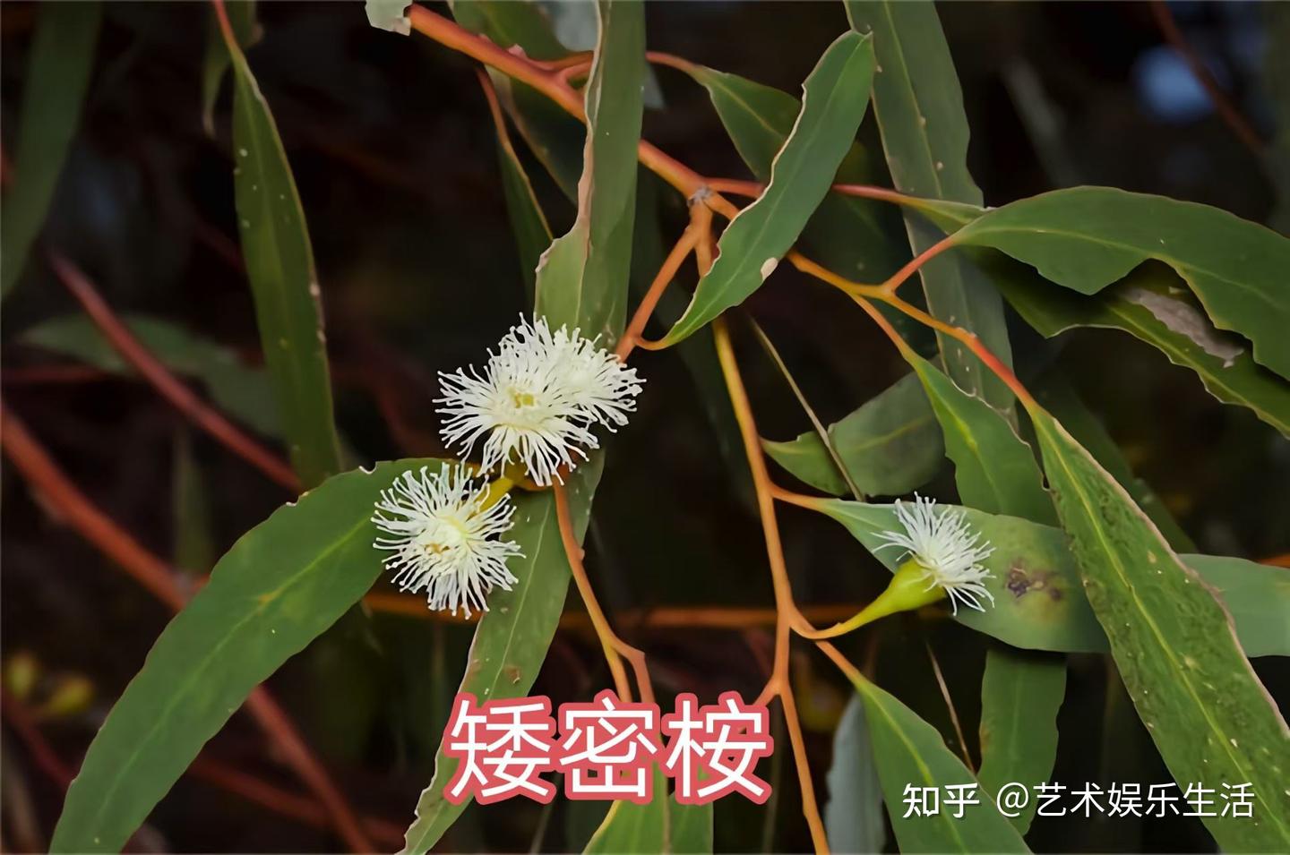 桉树的种类有哪些 - 知乎