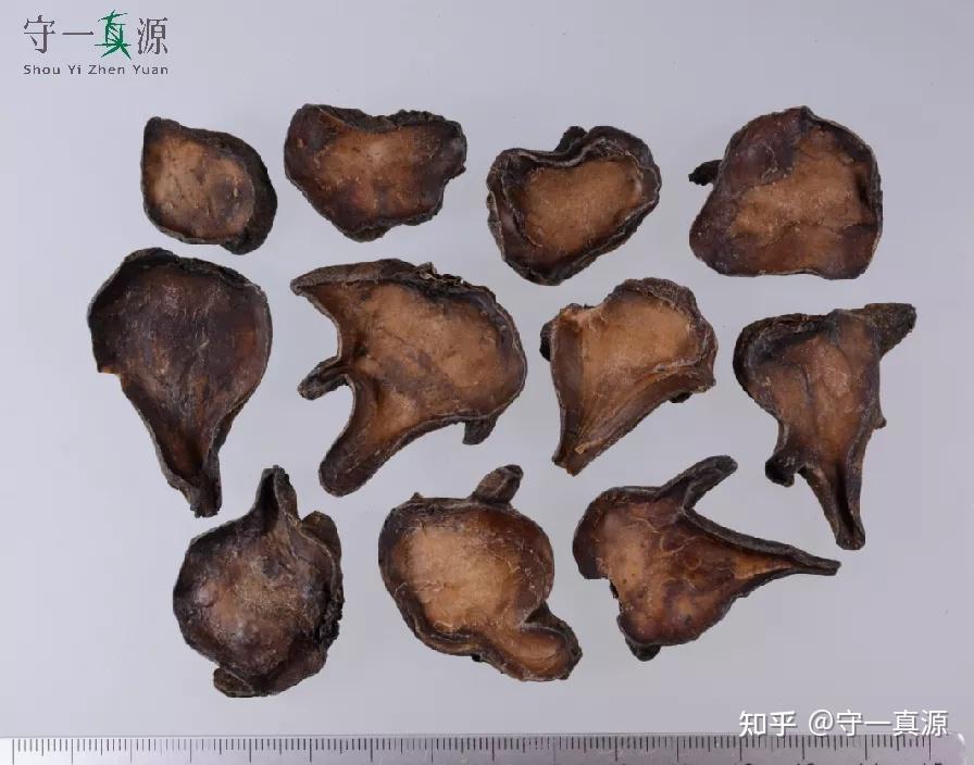 中药炮制 | 附子大毒,非用必小? - 知乎
