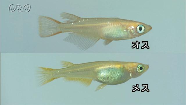 观背青鳉怎么判断公母? - 知乎