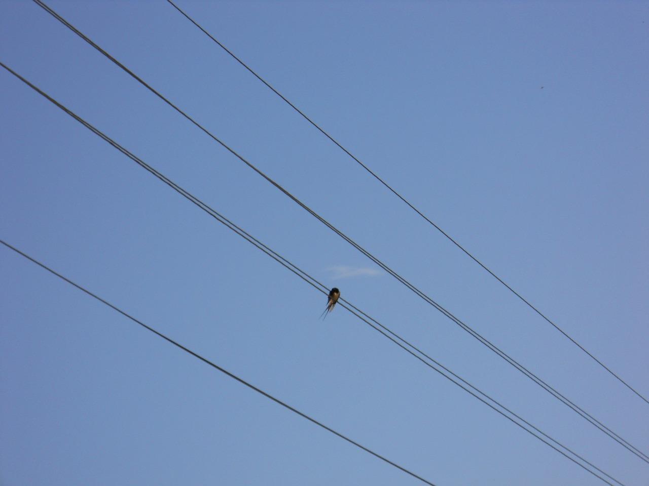 4. 熊猫电线型号