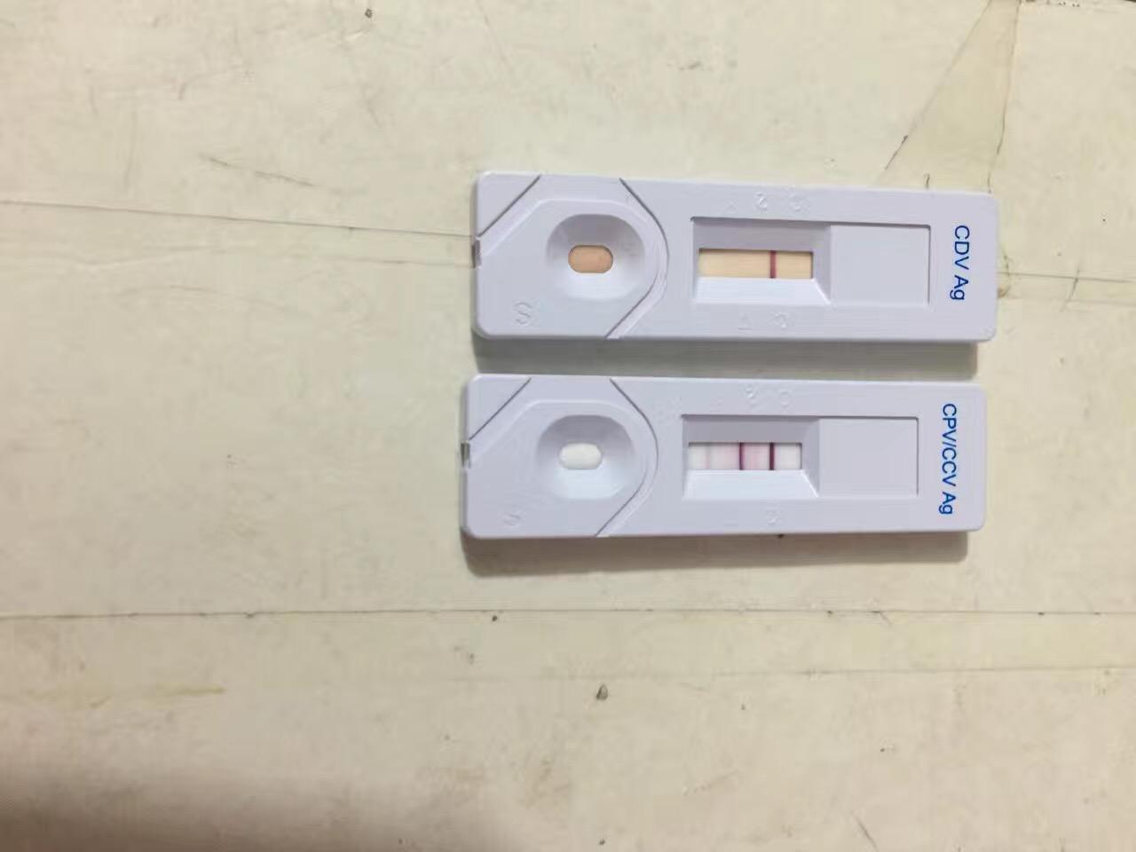 小狗同时得了犬瘟细小和冠状如何治疗