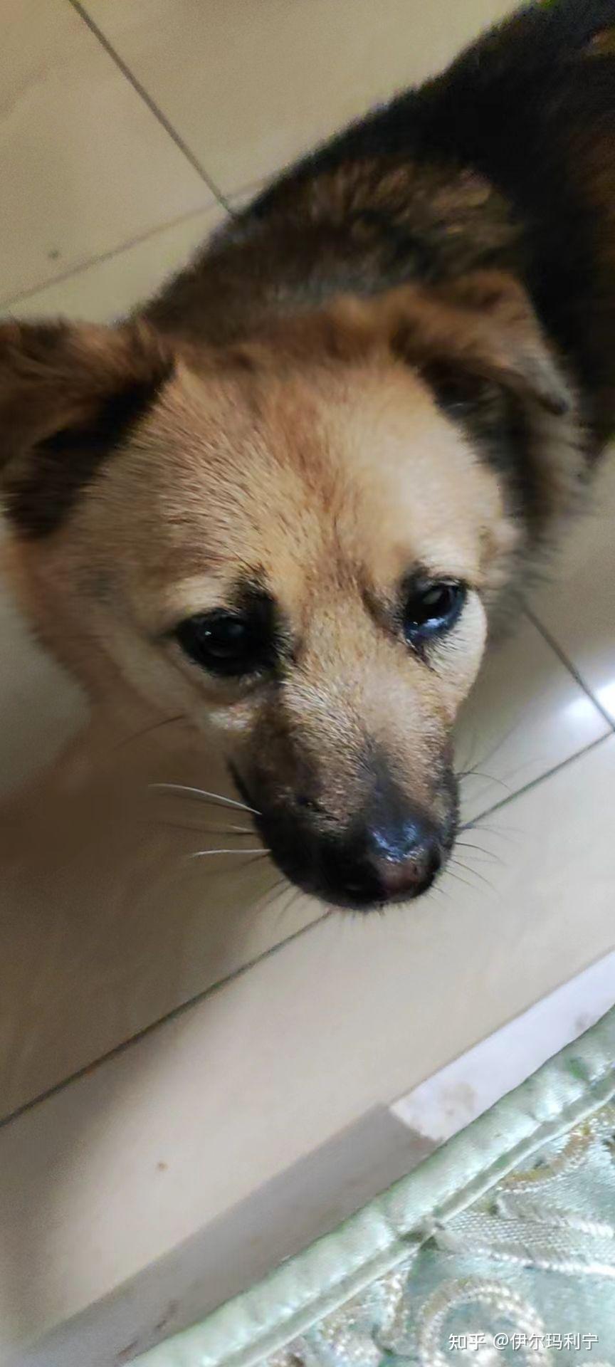 怎样反驳"你觉得被捕杀的流浪狗可怜你就多收养"?